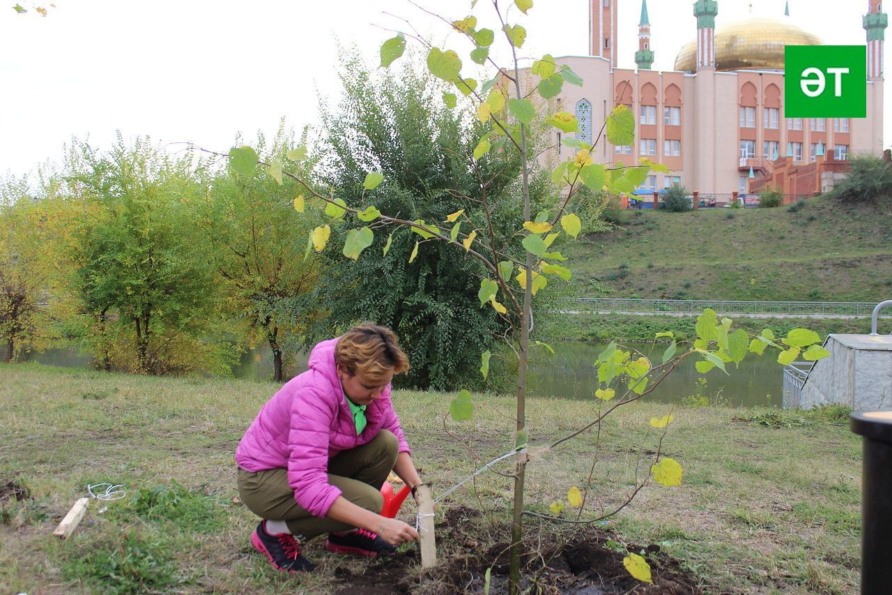 Әлмәт прокурорлары агач утыртты [+ФОТОЛАР]