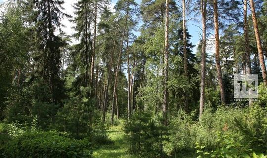 Татарстанлыларны  экодиктант язарга чакыралар