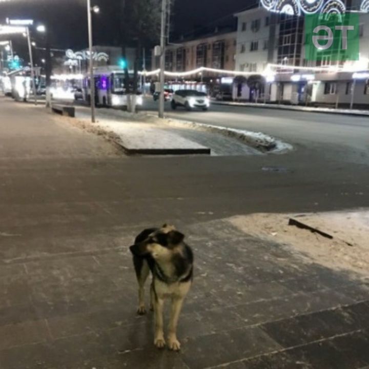 Хайваннарга ярдәм итү үзәге белгече Әлмәттә сукбай этләрне тоту турында сөйләде