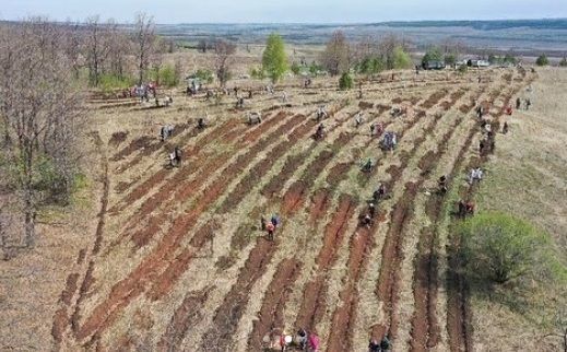 Әлмәттә "Урман утырту көне"  бөтенроссия табигатьне саклау акциясе узды