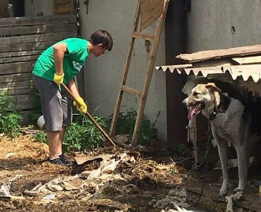 Әлмәт волонтерлары хуҗасыз калган йорт хайваннарына ярдәм итә