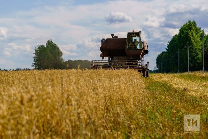 Чеби санар чак җитте