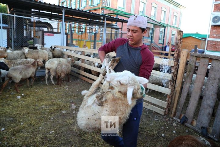 Корбан сарыгы өчен сатулашырга ярыймы?