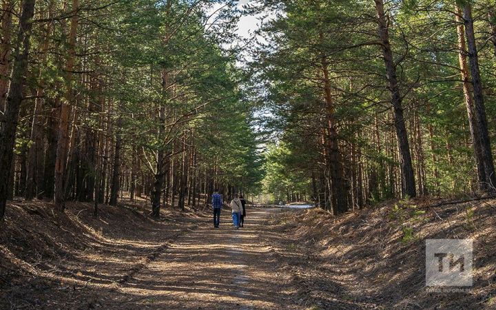 Татарстанда яшәүчеләргә урманнарга бару өч атнага чикләнә