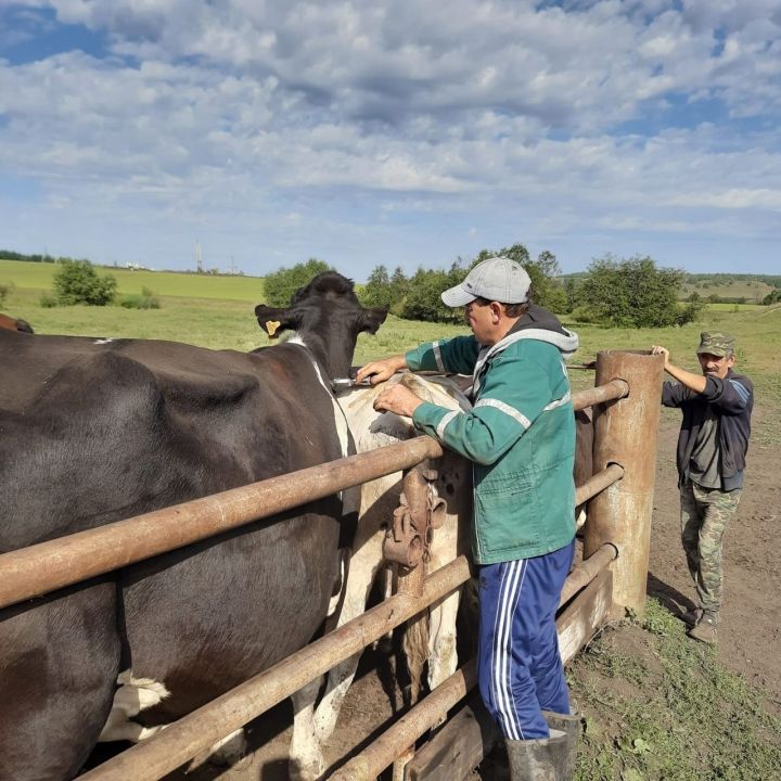 Маллар кеше кайгыртуына мохтаҗ