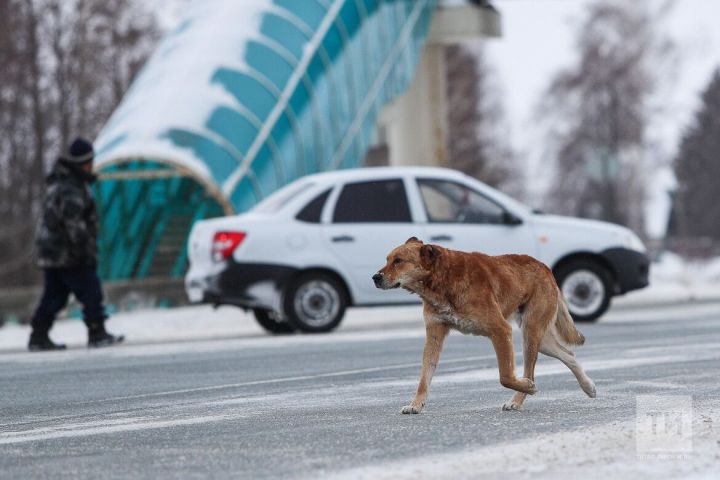 Әлмәтлеләр хуҗасыз этләрдән зарланалар