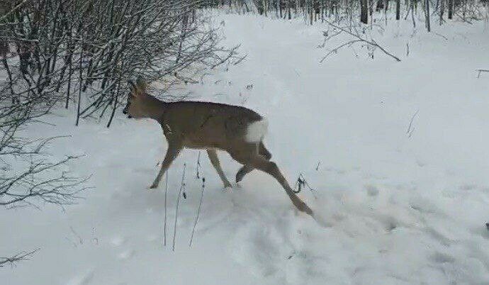 Әлмәтлеләр кыр кәҗәсен коткарырга омтылды